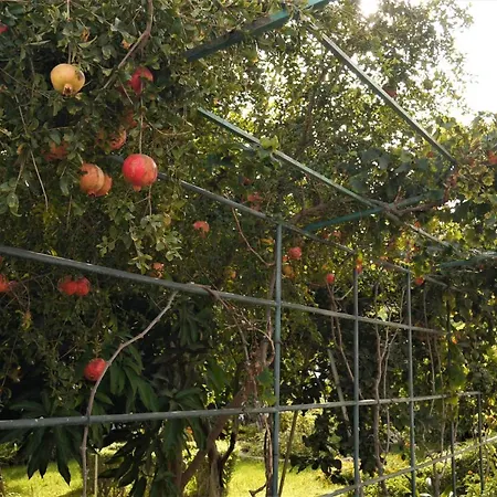 奎瓦萨莎乡村民宿 圣米格尔德阿沃纳