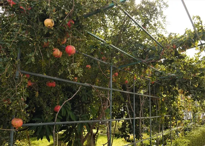 Cueva Sasha San Miguel de Abona
